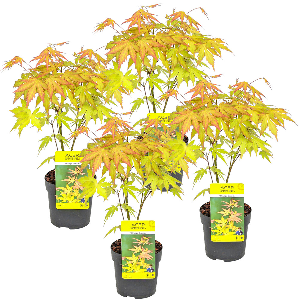 Lot de 4 - acer palmatum 'orange dream' - érable du japon - 25-40 cm de haut - pot 10,5 cm