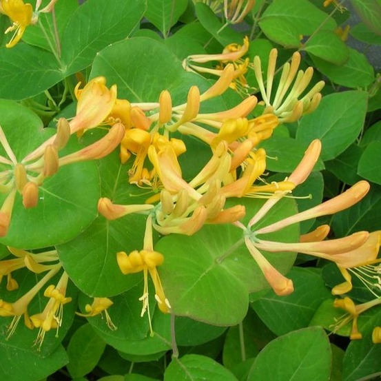 Chèvrefeuille de tellmann - lonicera tellmaniana 3l - 60/90cm
