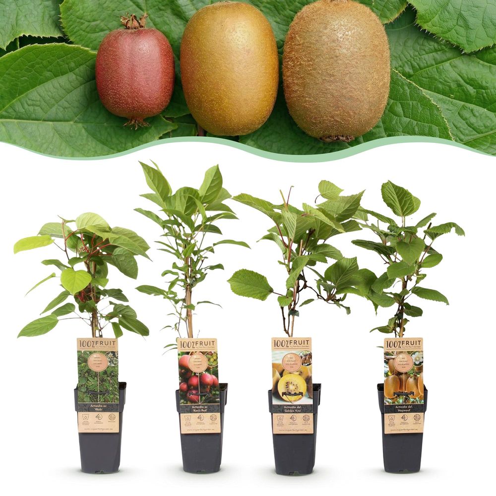 Kiwi duo - pot 15 cm - hauteur 50 cm