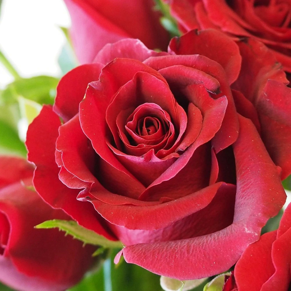 Rosier à grandes fleurs bertrand amoussou® 'reuhug' pot de 7,5l