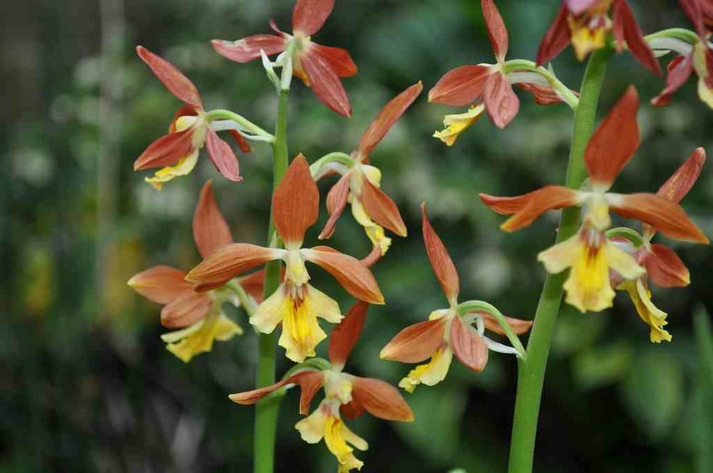Calanthe takané- pot de 1 litre - 0/60 cm