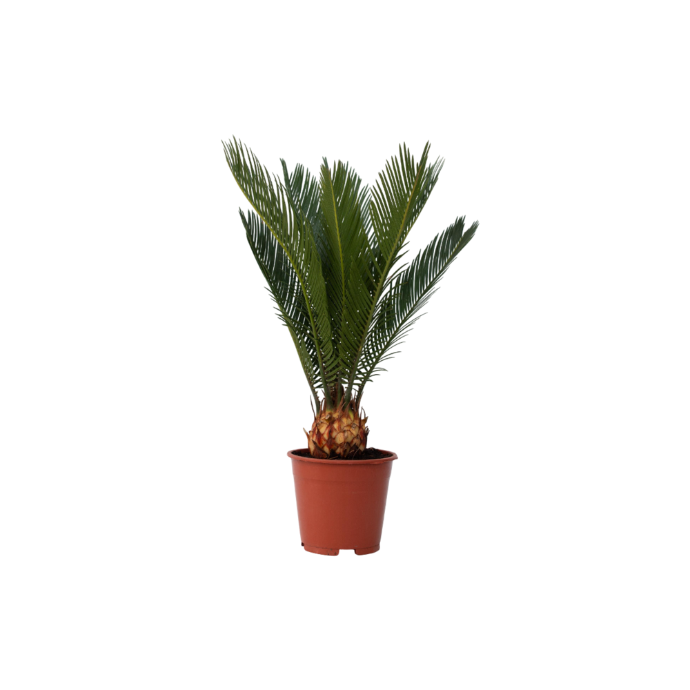 Sagou du japon - cycas revoluta - hauteur 45-60cm - ⌀15cm