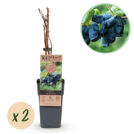 Lot de 2 - lonicera caerulea kamchatika - fruit bleu - pot 15cm