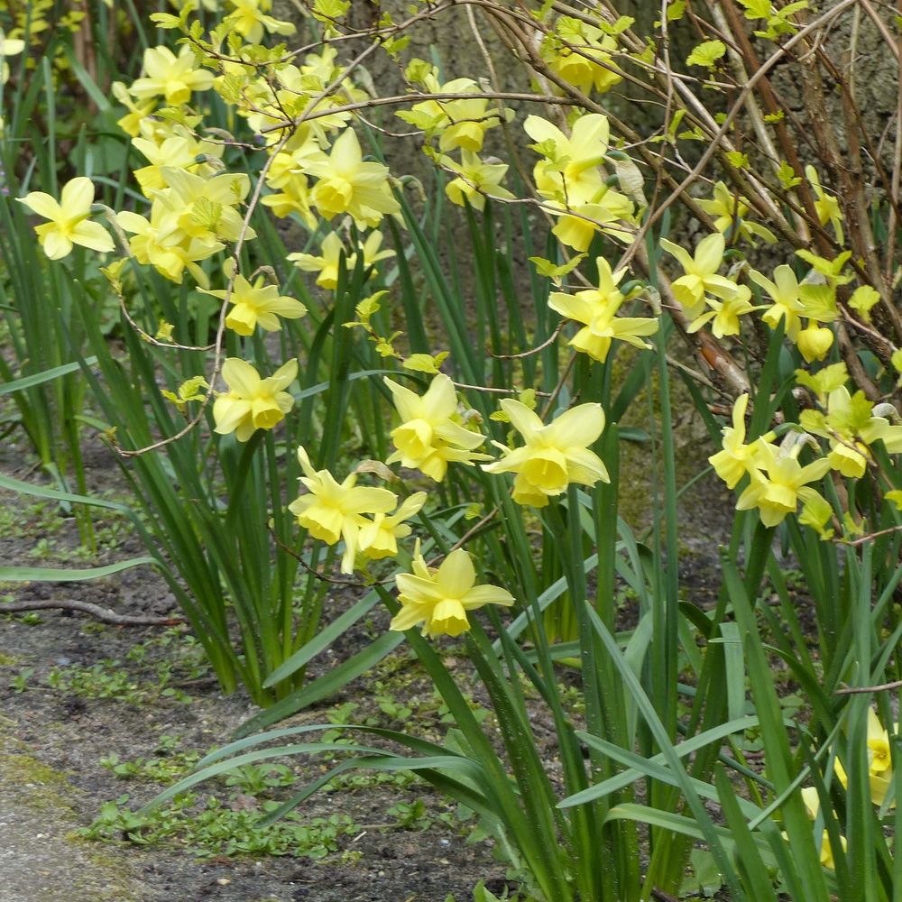 Narcisse multiflore 'stint' bulbe calibre 12+ (par 10)