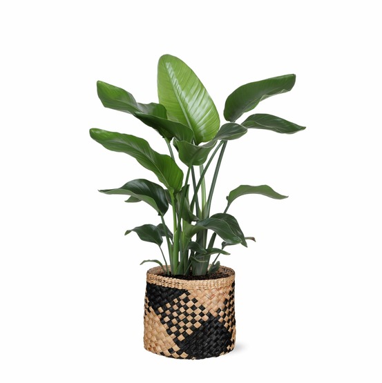 Strelitzia nicolai et son pot panier naturel noir - hauteur 80cm
