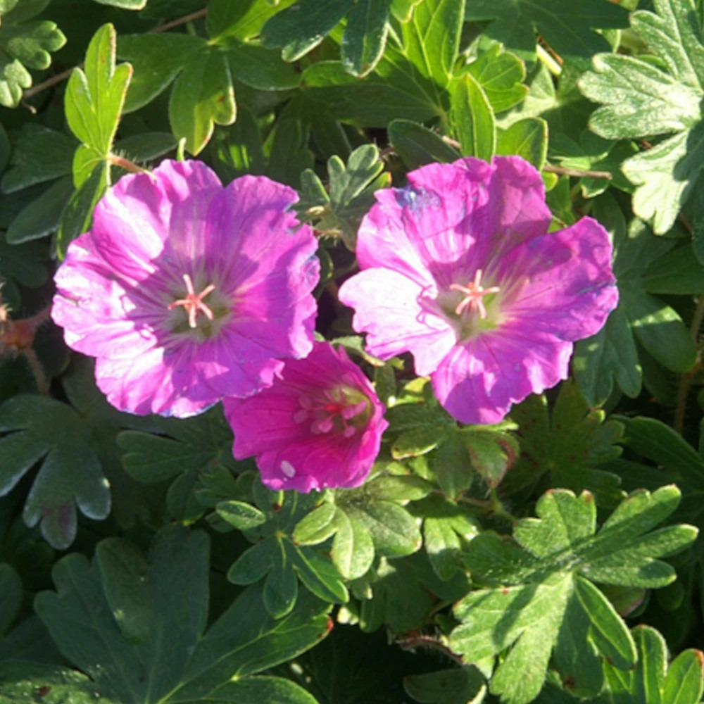 Géranium vivace max frei lot de 9 godets