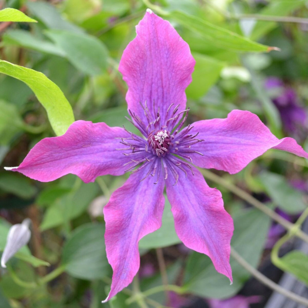 Clématite guiding promise™ 'evipo053' pot de 3l - echelle bambou 60/120 cm