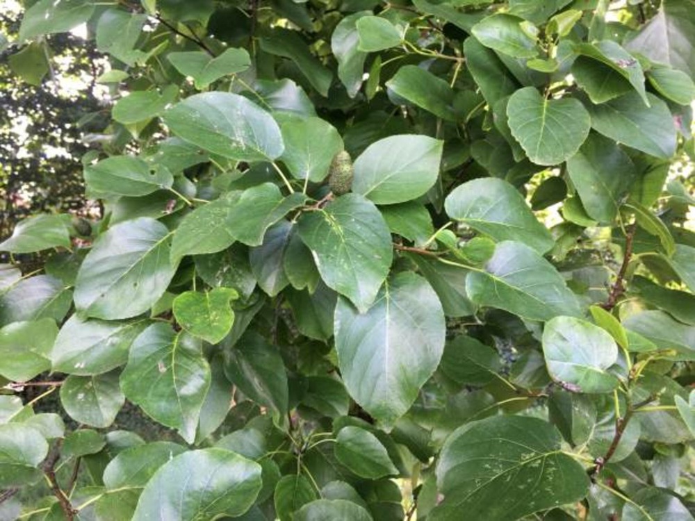 Alnus cordata ramifie c15l baliveau 150/250 cm (hors pot)