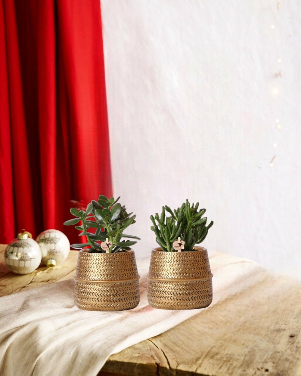 Coffret cadeau succulente et ses caches-pots dorés - lot de 2, h20cm