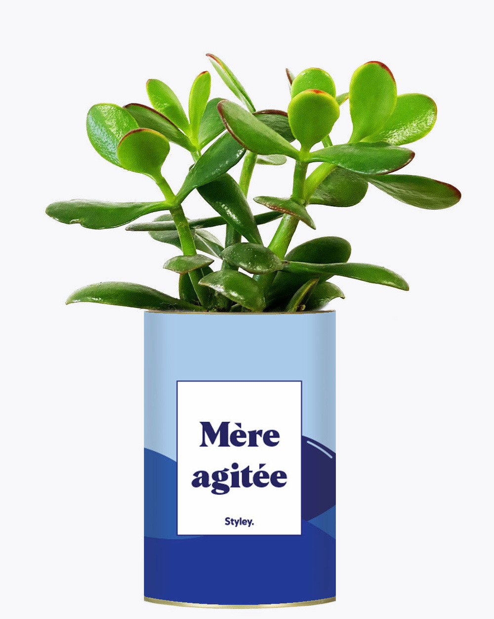 Plante personnalisée - mère agitée - cactus