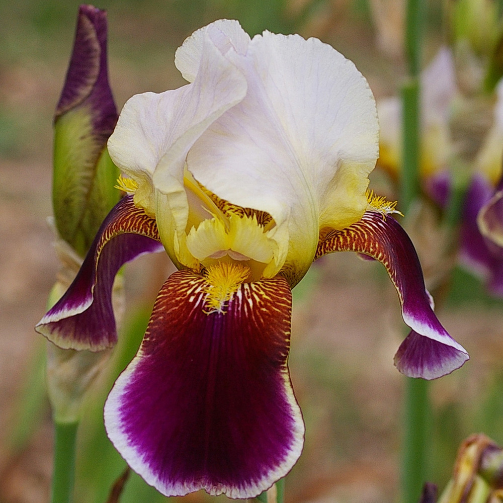 Iris des jardins 'shah jehan' godet de 8/9 cm