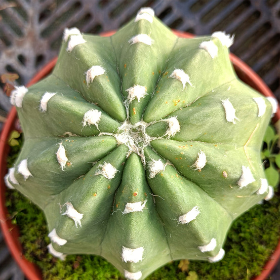 Cactus hérisson subdenudata pot de 12 cm / 13 cm