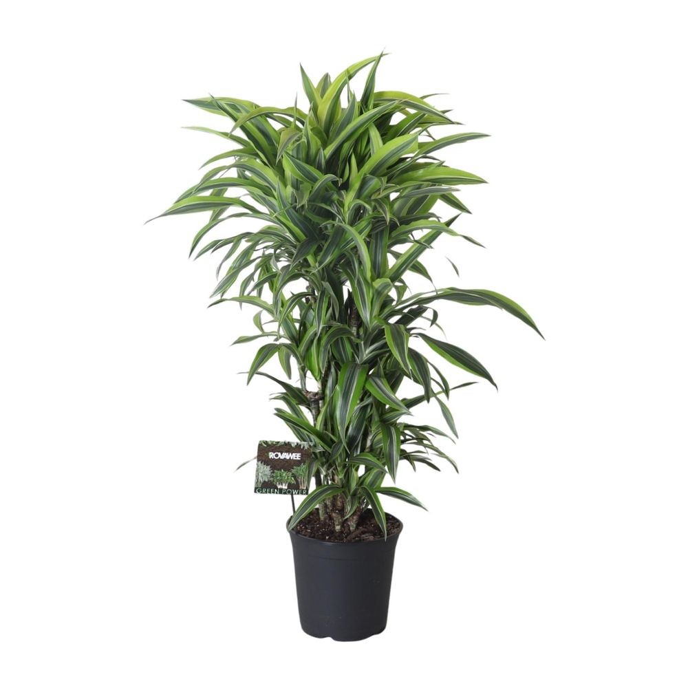 Dracaena fragrans lemon lime vertakt - ø27cm - ↕120cm - plantes d'intérieur