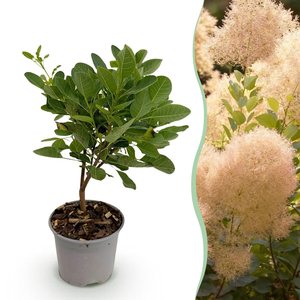 Arbre à perruque 'young lady' - pot 12 cm - hauteur 35 cm