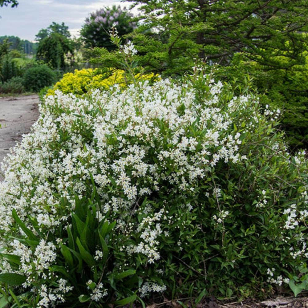 Deutzie nikko, deutzia pot de 1,5l - 10/20 cm