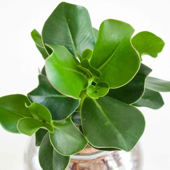 Clusia met et son ampoule vase avec led - les kit