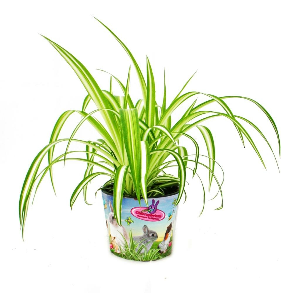 Plante alimentaire pour animaux de compagnie - chlorophytum - aliment vital pour lapins, hamsters et cobayes