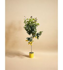 Citronnier (citrus limon) 'citrus limon'