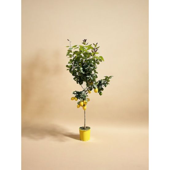 Citronnier (citrus limon) 'citrus limon'