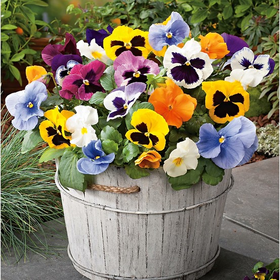 Pensee geante - 0.25 g