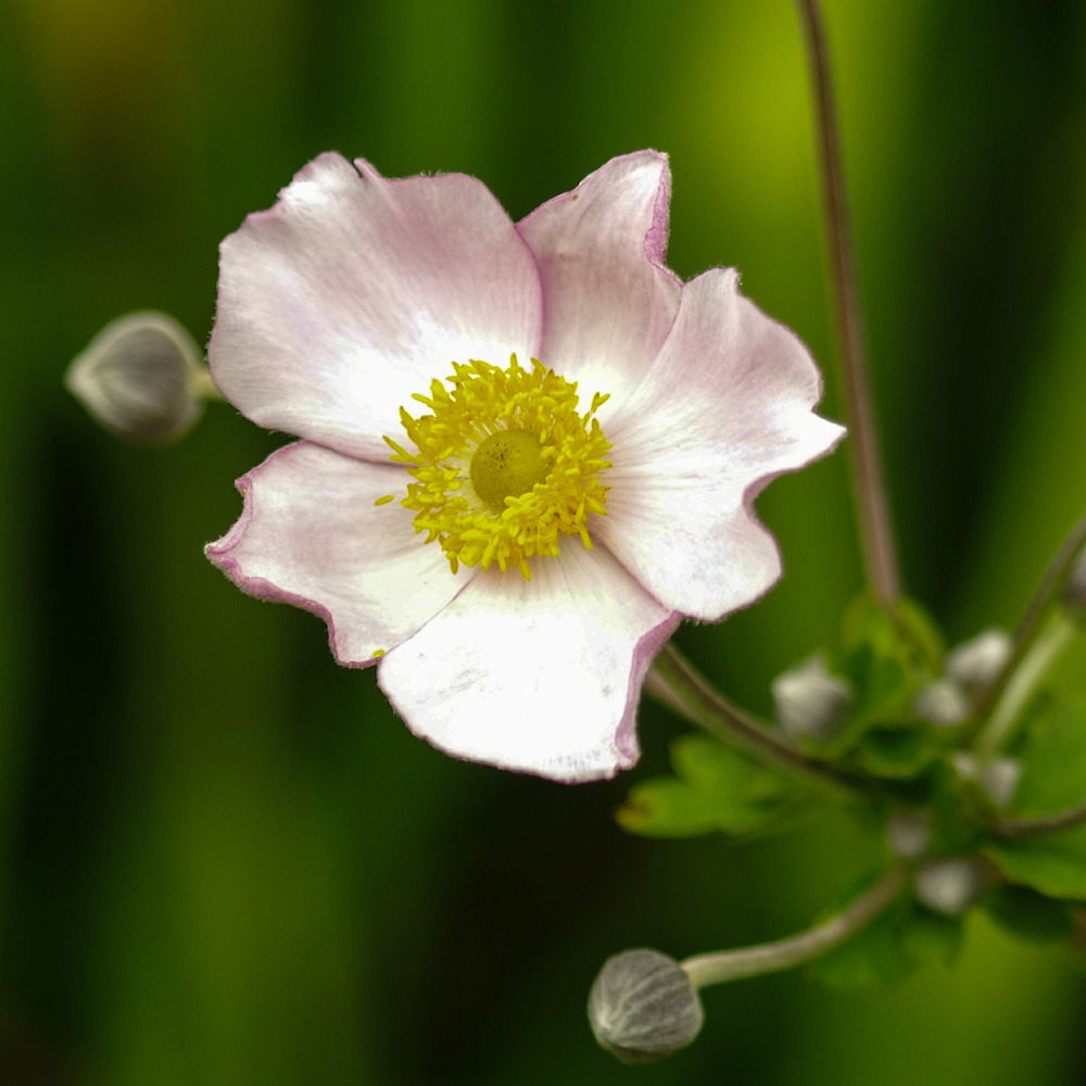 Anémone du japon tomentosa 'robustissima' godet de 8/9 cm