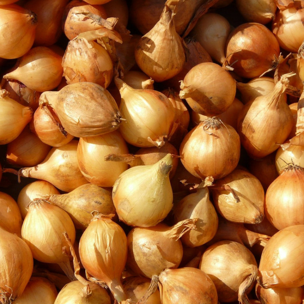 Plants d'échalotes meloine sachet de 500 grammes