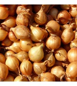Plants d'échalotes meloine sachet de 500 grammes
