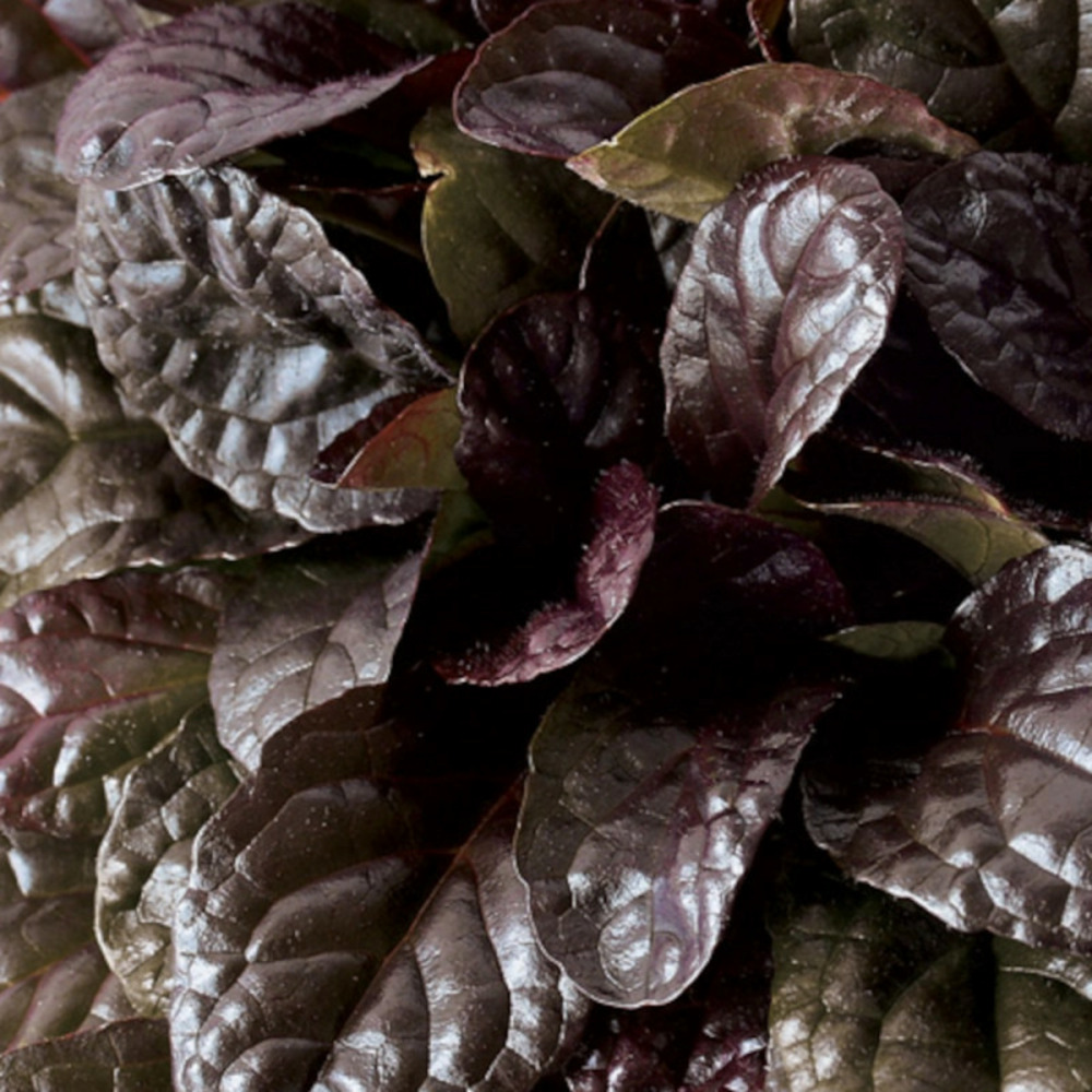 Bugle rampante elmblüt, ajuga lot de 9 godets