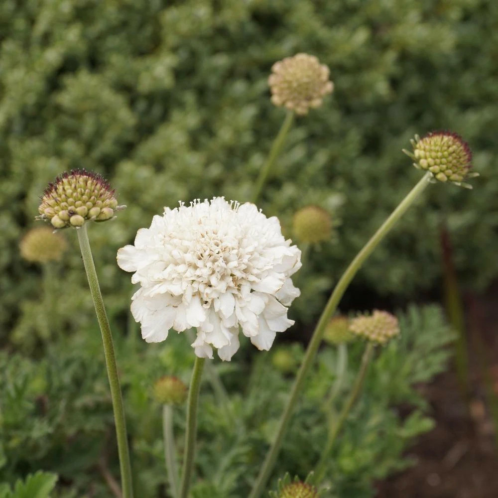Scabieuse flutter pure white lot de 3 godets