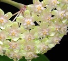 Hoya balaensis (fleur de porcelaine, fleur de cire) taille pot de 2 litres - 20/40 cm -   blanc et rose