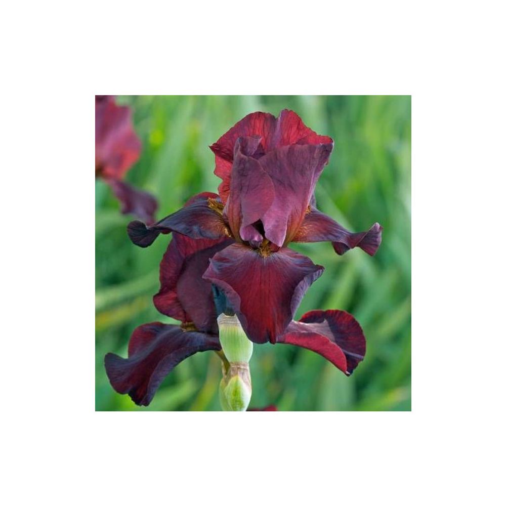 Iris des jardins sultan's palace lot de 3 godets