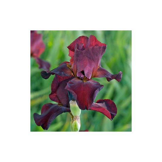 Iris des jardins sultan's palace lot de 3 godets
