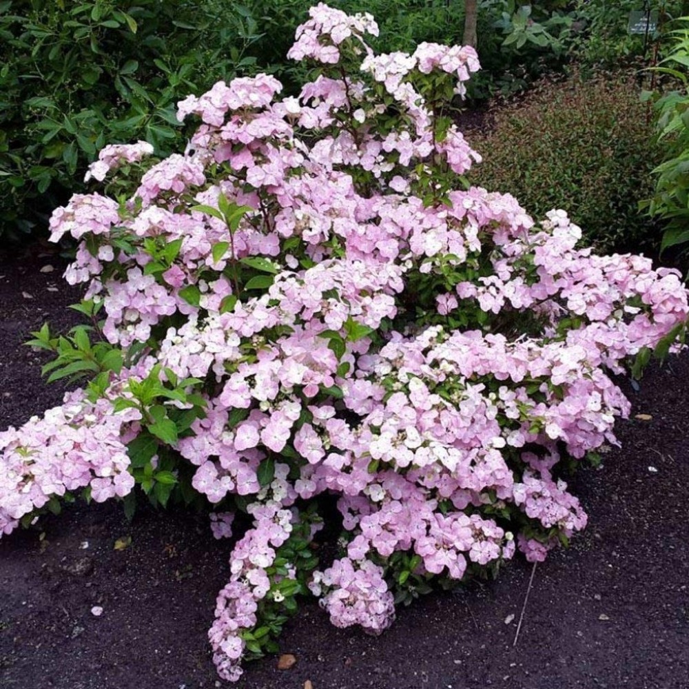 Hortensia 'french bolero ' pot de 1,5l/2l