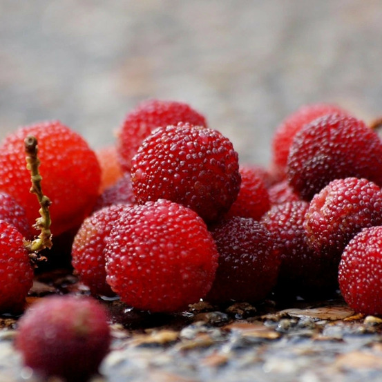 Arbousier, arbre aux fraises roselily® 'minlily' pot de 7,5l - 60/80 cm