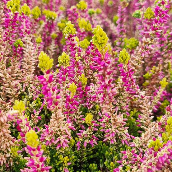 Bruyère d'été - calluna garden girls golden angie pot de 1l/1,5l