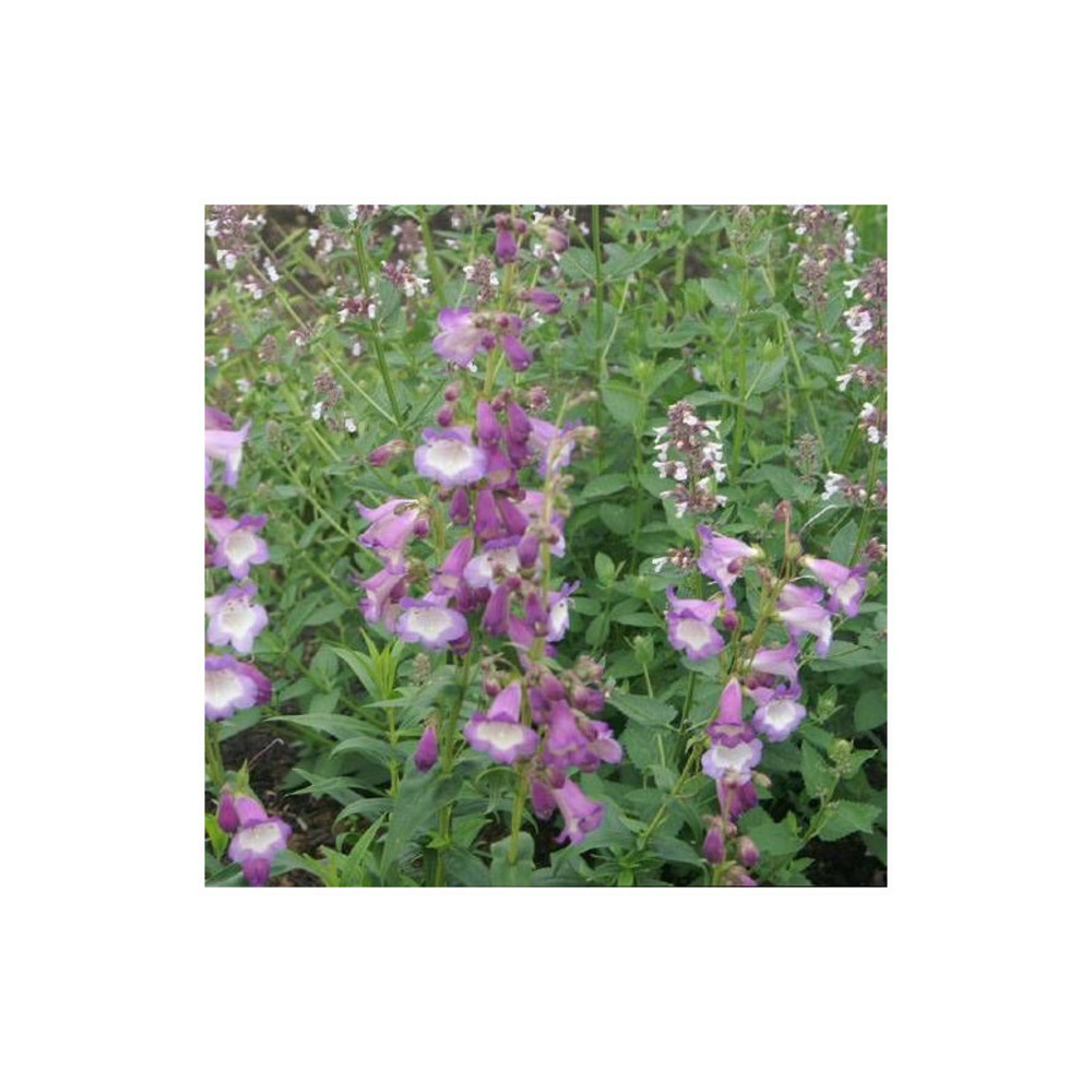 Penstemon alice hindley lot de 9 godets