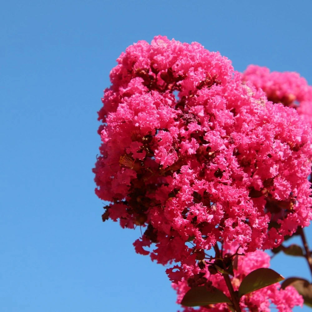 Lilas des indes pink velour, lagerstroemia pot de 3l - touffe