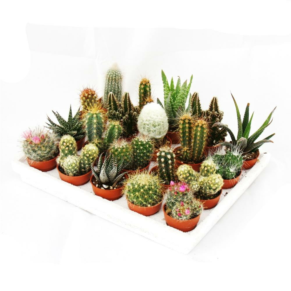 Mini cactus et succulents - lot de 20 plantes