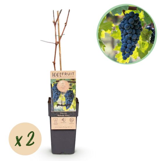 Lot de 2 - vitis vinifera boskoop glory - plante à raisins - raisin bleu - pot 15cm