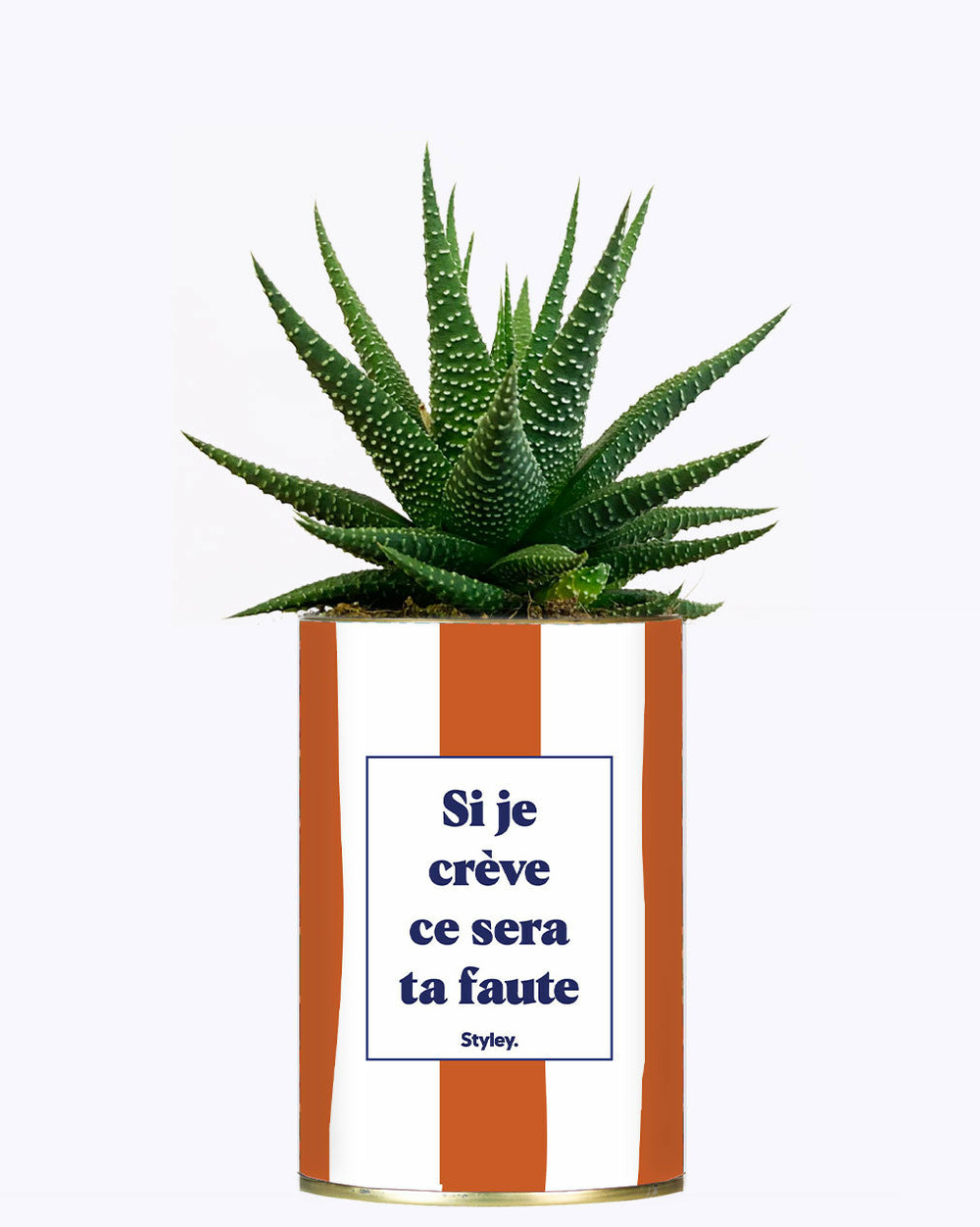 Plante facile à entretenir - si je crève ce sera ta faute - plante