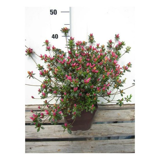 Azalée du japon 'amoena' - en pot de 3 litres