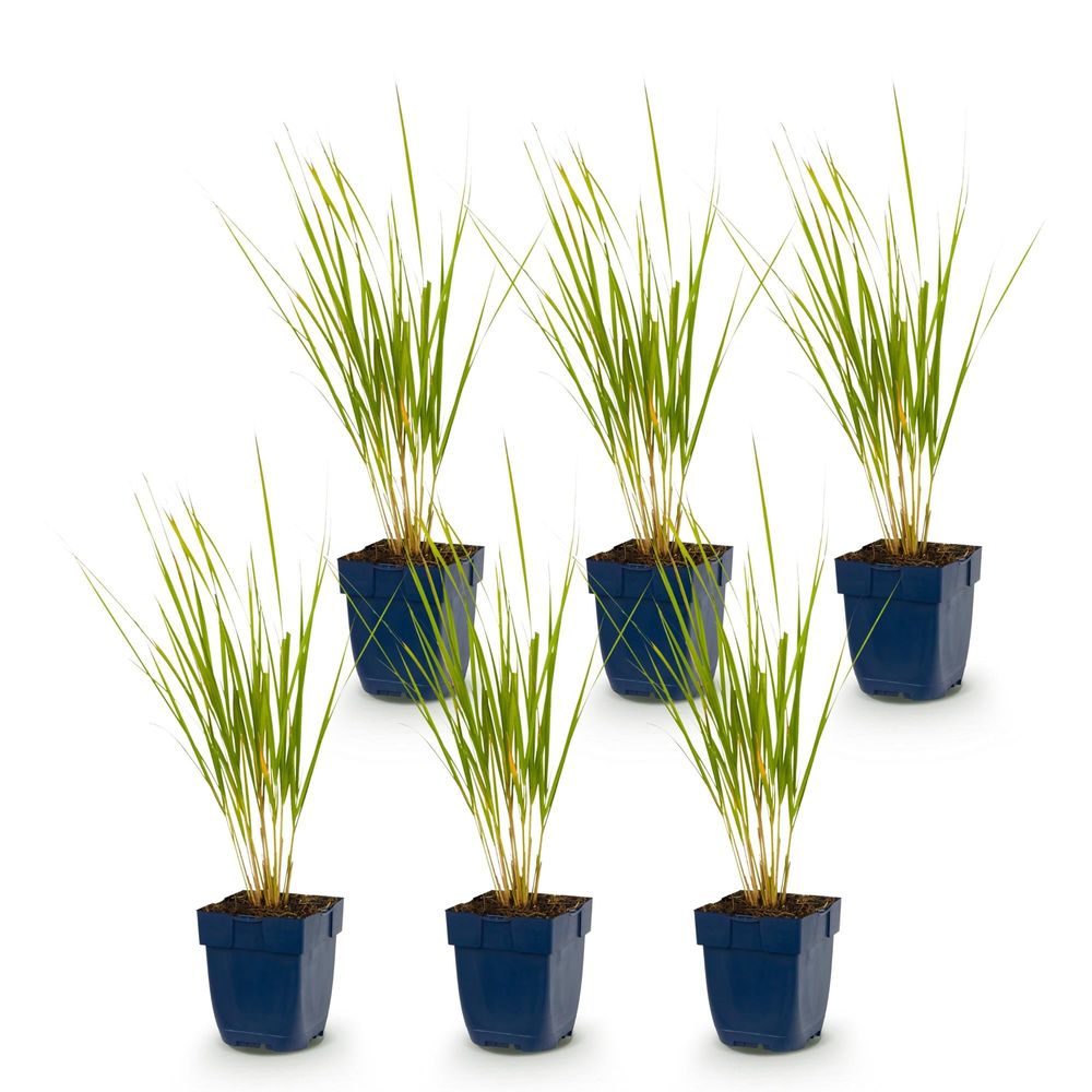 Calamagrostide 'karl foerster' - lot de 6 - pot 11 cm - hauteur 25 cm - plante d'extérieur