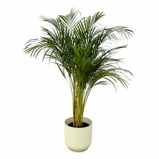 Grand palmier areca et son pot - hauteur 85cm