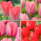 Mélange de tulipes roses et rouges - bulbes x80 - bulbes à fleurs pour jardin, terrasse ou balcon