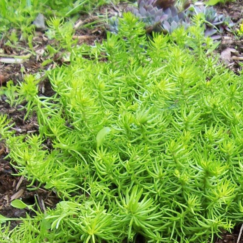 Orpin 'lemon ball' godet de 8/9 cm