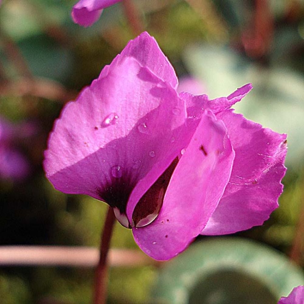 Cyclamen de l'ile de cos pot de 2l/3l