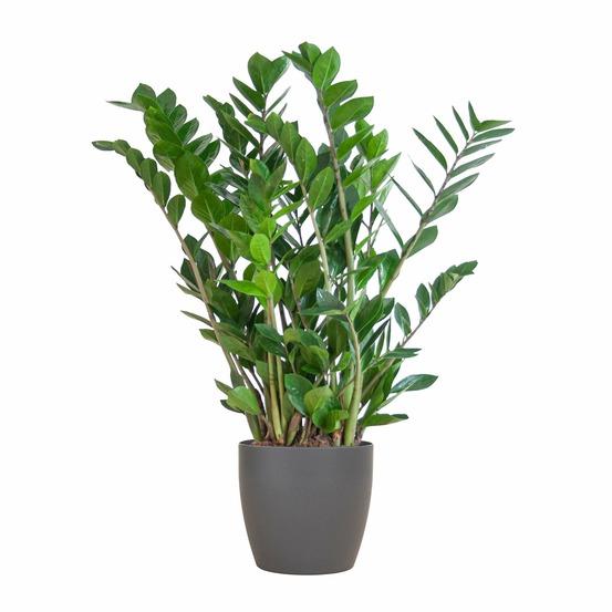 Zamioculcas zamiifolia et son pot gris - hauteur 80cm
