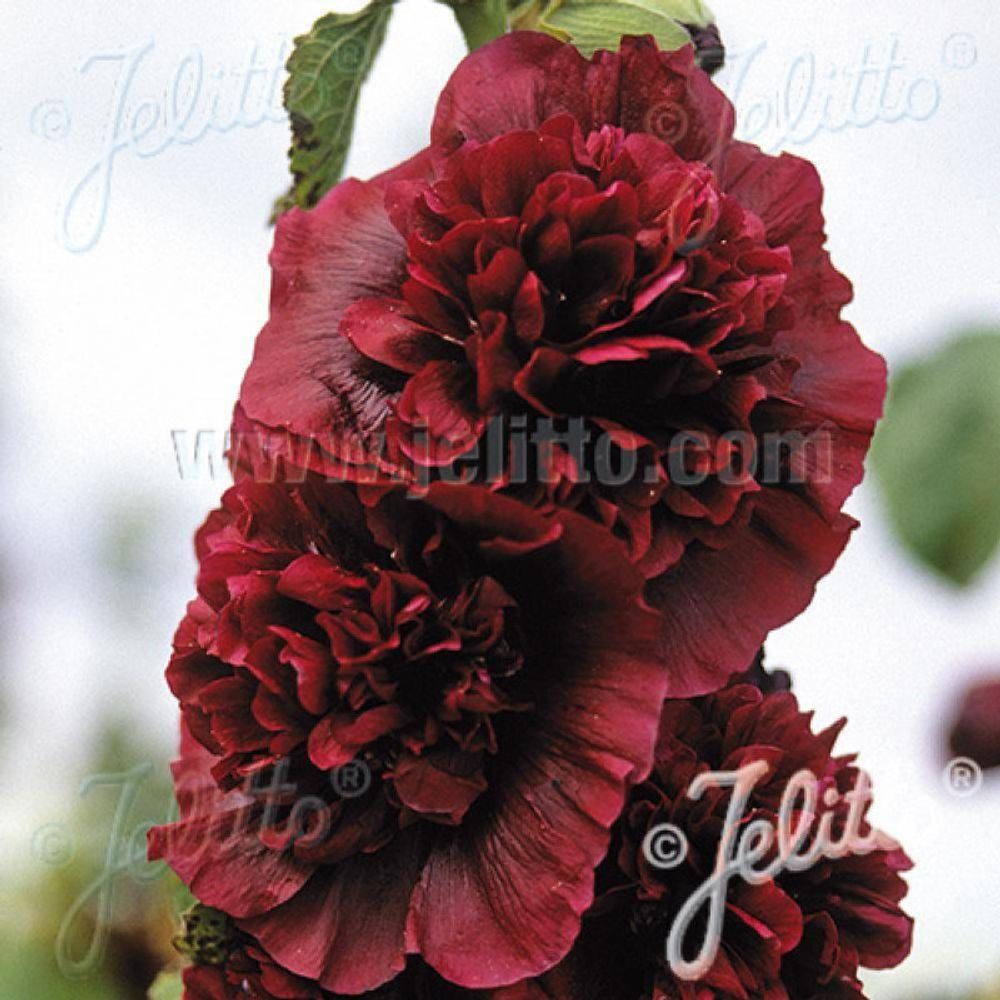 Rose trémière chater's double pourpre godet - 5/20 cm