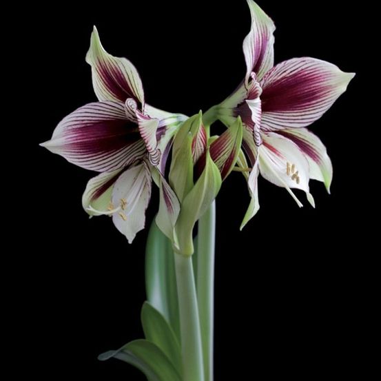 Amaryllis 'papilio' bulbe calibre 20+