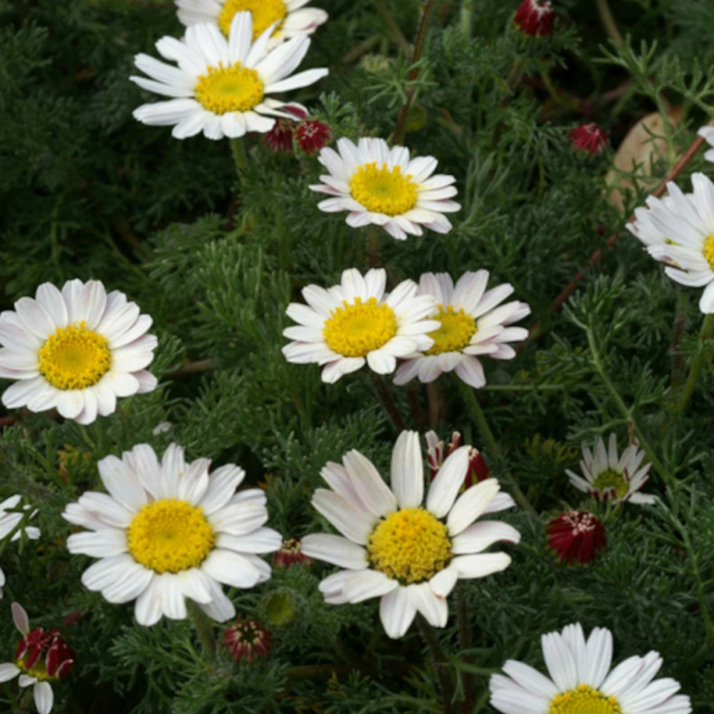 Camomille marocaine lot de 9 godets